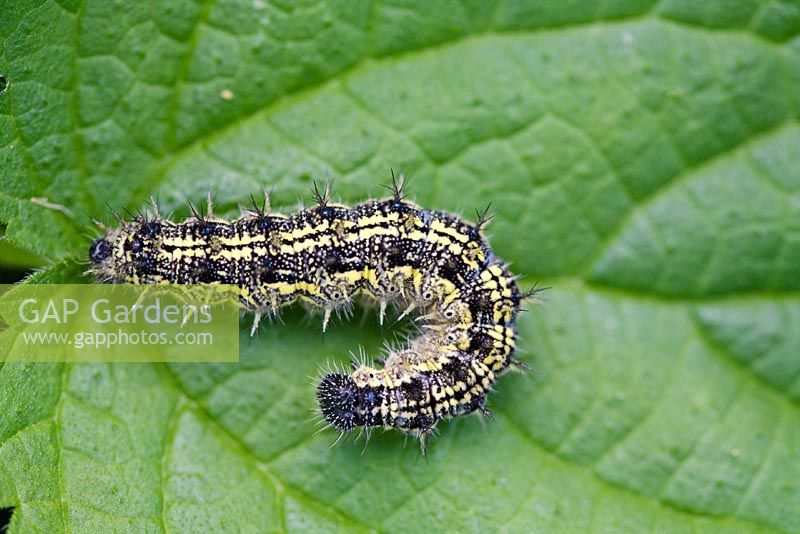 Aglais urticae - Small Tortoiseshell butterfly caterpillar on stinging nettle