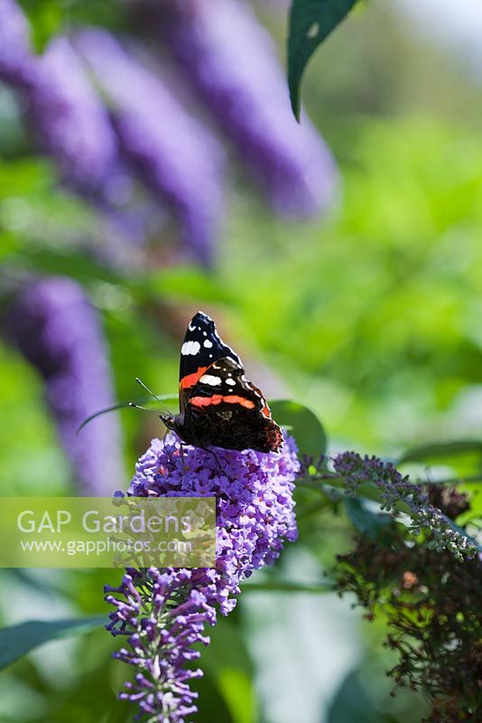 Vanessa atalanta - Red Admiral Butterfly on Buddleia