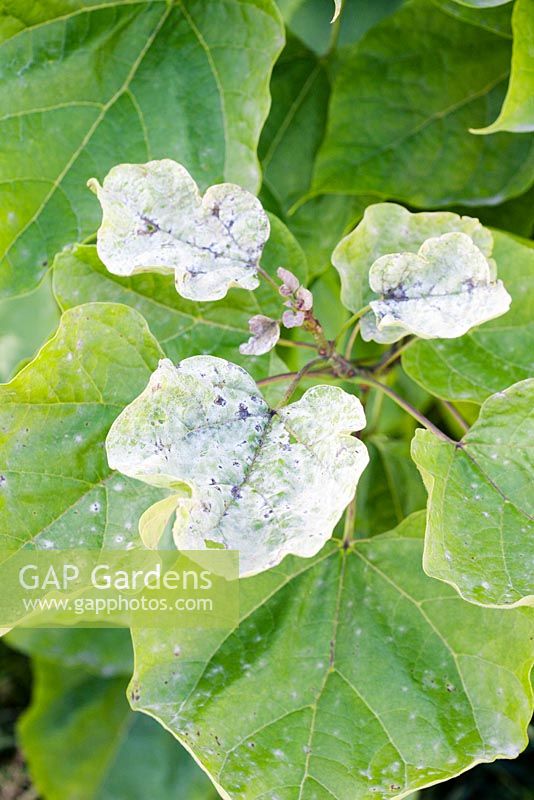 Mildew on Catalpa bignonioides - Indian Bean Tree. Mildew is either Erysiphe catalpae or Erysiphe elevata. Both mildews were previously known in the USA, but have recently been recorded in Europe.
 