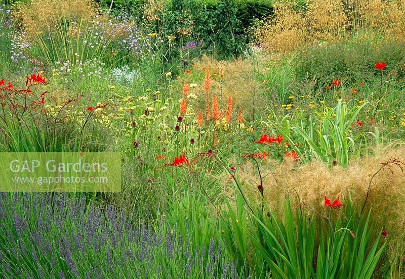 Late summer garden of grasses and perennials