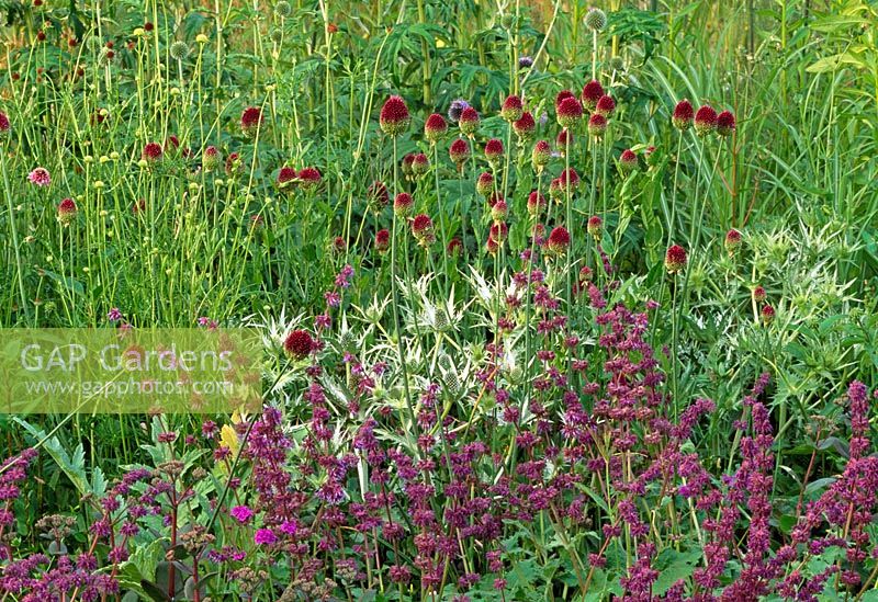Late summer border with Salvia, Eryngium, Allium sphaerocephalon and Echinops ritro