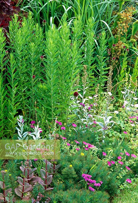 Late summer border of grasses and perennials including Sedum, Euphorbia, Verbena rigida and Geranium 
