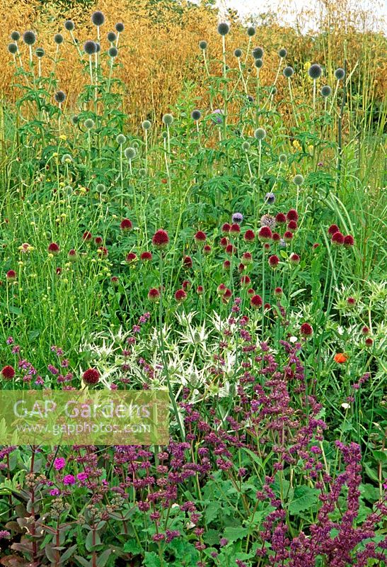 Late summer border of Salvia, Eryngium, Allium sphaerocephalon, Echinops ritro and Stipa gigantea