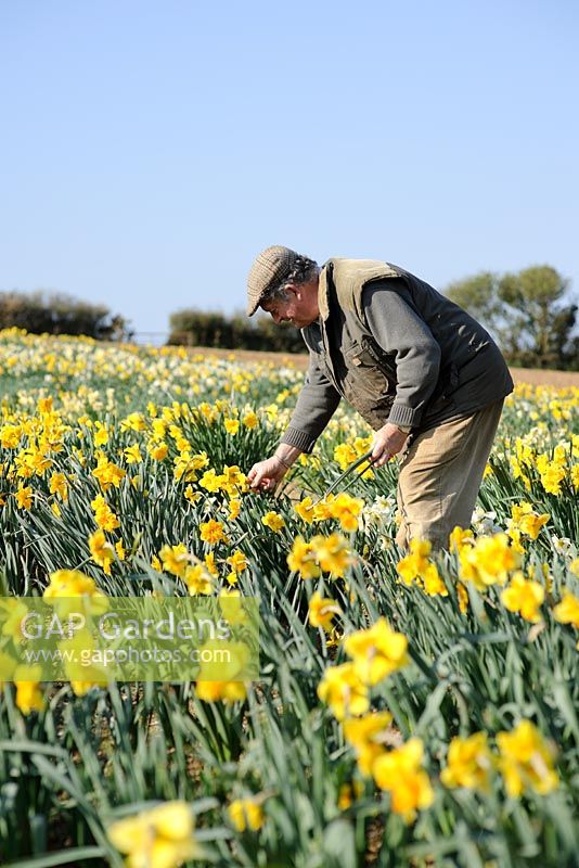 Ron Scamp working in the daffodil fields, Cornwall