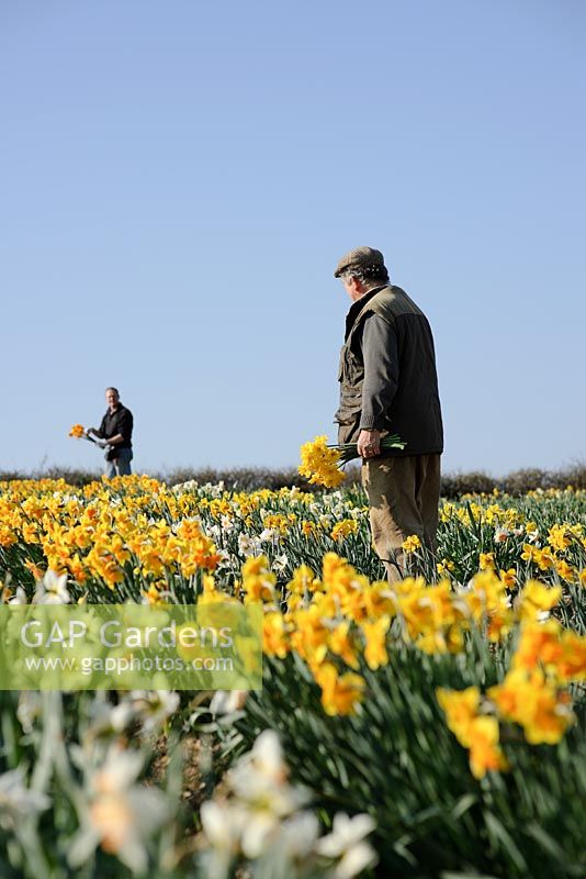 Ron and Adrian Scamp working in the daffodil fields, Cornwall
