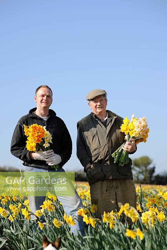 Ron and Adrian Scamp in the daffodil fields, Cornwall