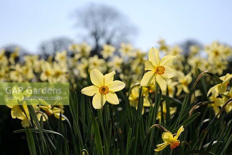 Narcissus 'Barrii Conspicuous'