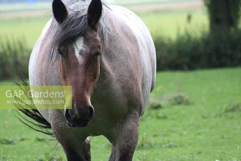 Horse - Rozenkwekerij de Bierkreek, Ijzendijke, Holland