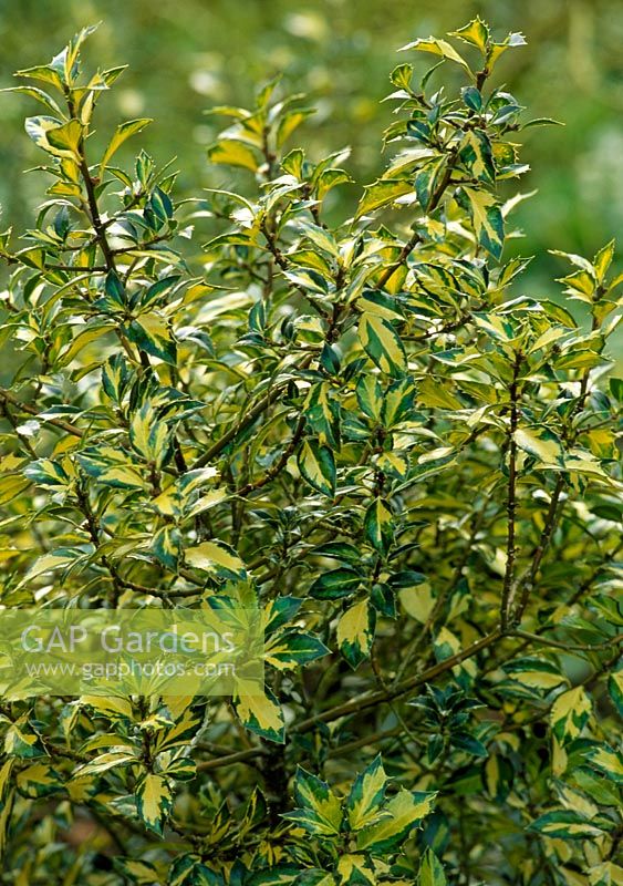 Ilex aquifolium 'Myrtifolia Aurea Maculata'