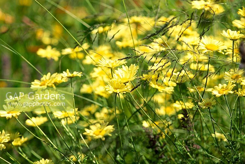 Anthemis 'Sauce Hollandise' and grasses 