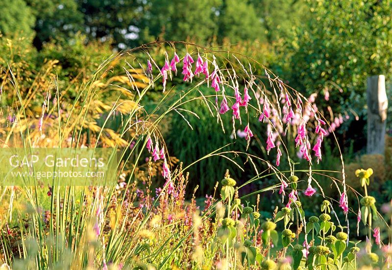 Late summer border of grasses and perennials including Dierama and Phlomis