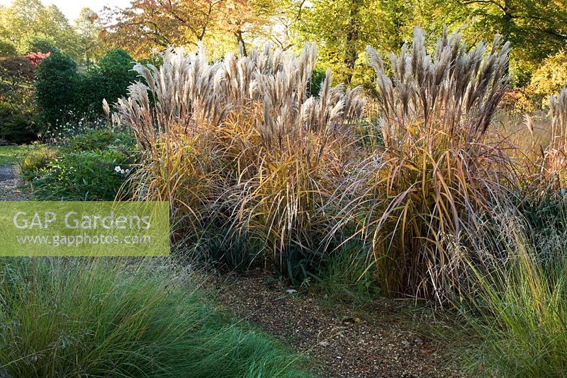 Early morning sun falling on Miscanthus sinensis 'Malepartus' in The Dry Garden, The Savill Garden, Windsor Great Park