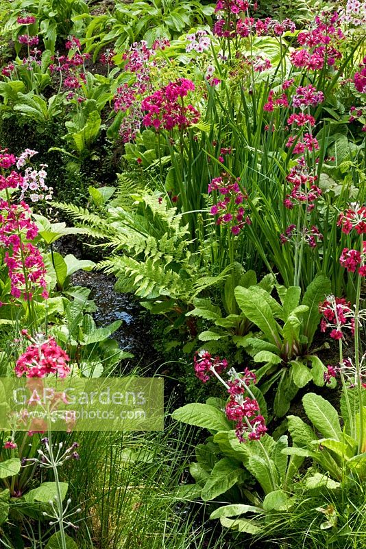 Primula japonica and ferns growing beside a stream in a woodland garden - The Savill Garden, Windsor Great Park