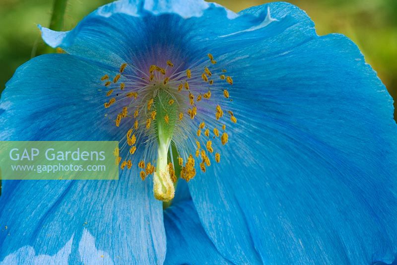 Meconopsis lingholm - Himalayan Poppy, The Savill Garden, Windsor Great Park