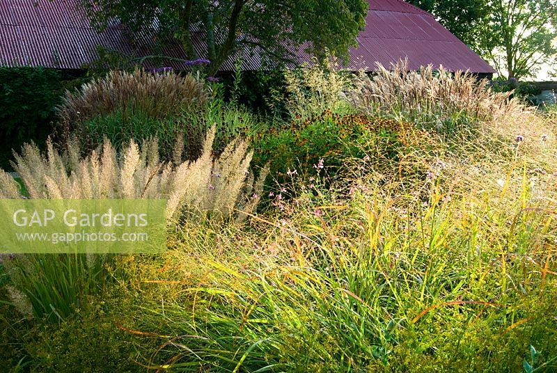 A mass of flowering grasses includes Panicum virgatum 'Rehbraun' in foreground, fluffy Calamagrostis brachytricha and Miscanthus behind - Grass Garden, Hants