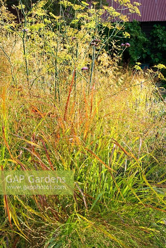 Panicum virgatum 'Rehbraun' with bronze fennel behind - Grass Garden, Hants