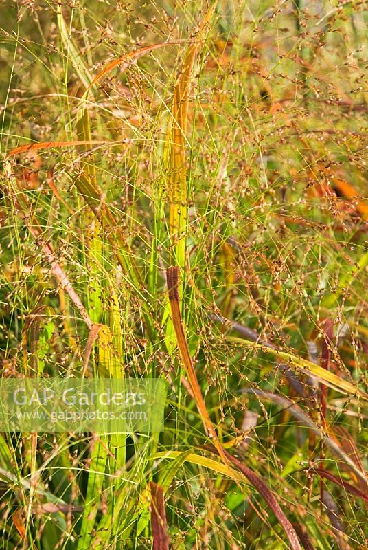 Panicum virgatum 'Rehbraun' - Grass Garden, Hants
