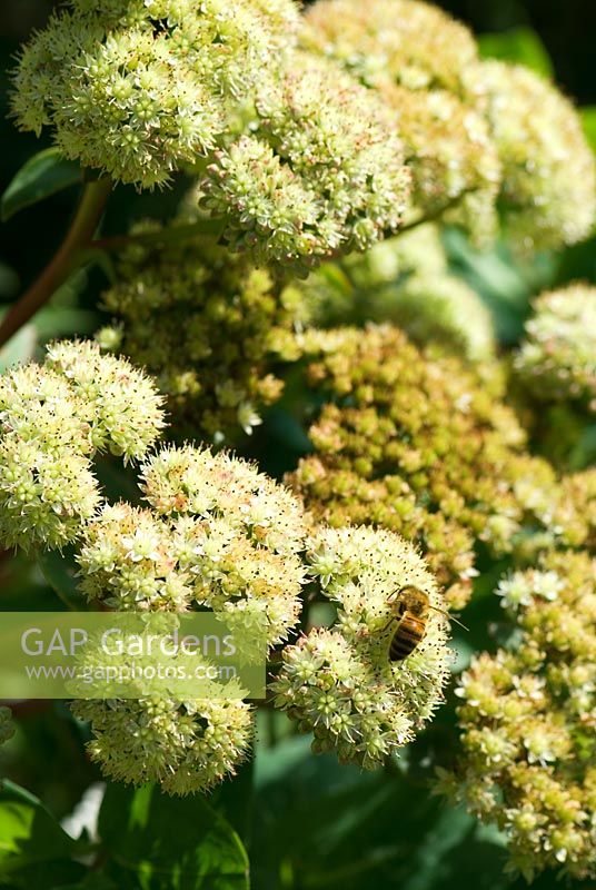 Sedum telephium subsp maximum 'Gooseberry Fool' - Grass Garden, Hants