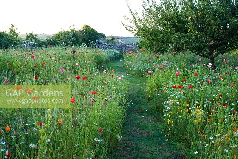 Small orchard with apple and pear trees growing amongst wildflowers and annuals including poppies, love-in-the-mist, corncockles, ox-eye daisies and Orlaya grandiflora - Coastal Garden, Dorset
