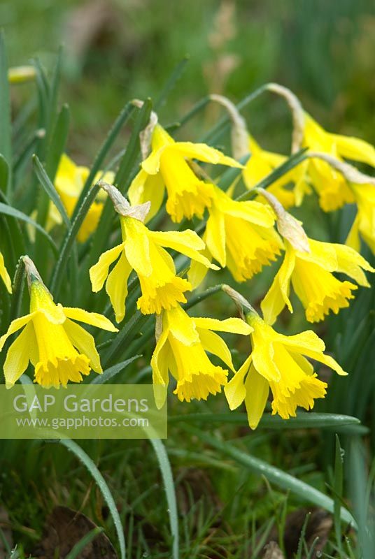 Narcissus pseudonarcissus, February