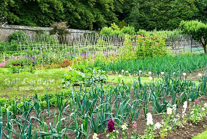 Rows of Leeks, Stocks and Onions with Runner Beans and Sweet peas beyond. Clovelly Court, Bideford, Devon, UK