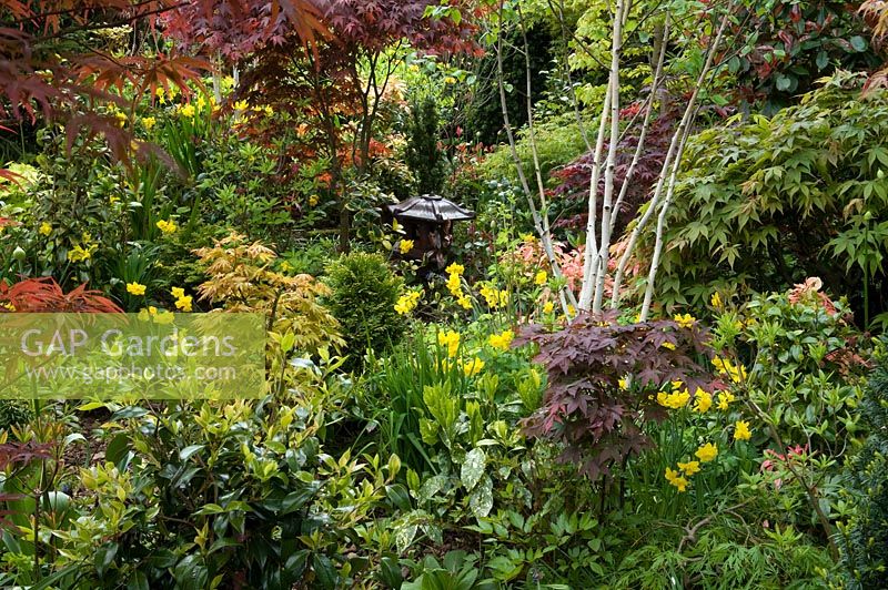 Oriental style garden with Acer, Azalea, Pieris, Betula - SIlver Birch, Aucuba japonica 'Crotonifolia' and Narcissus. Newton garden, Walsall, UK 

