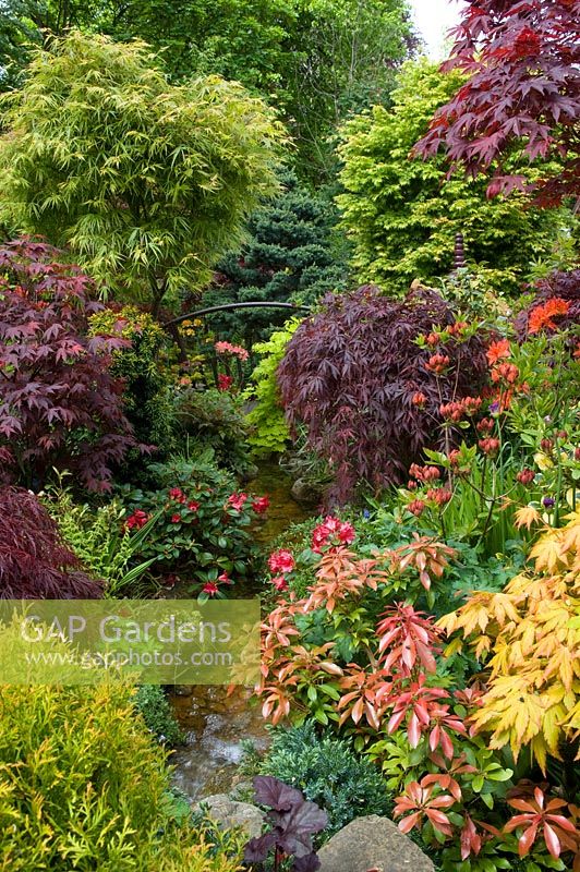 Stream through oriental style garden bordered by Acers, Ferns, Azalea and Pieris. Newton garden, Walsall, UK 