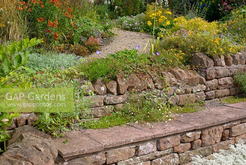 Terracing with red sandstone walls, stone seats and gravel path with late summer borders planted with perennials and grasses including Calamagrostis acutiflora 'Overdam', Helenium 'Rubinzwerg', Salvia patens, Microseris 'Girandole, Spirea 'Candlelight', Potentilla 'Hopleys Orange' and Geranium 'Joy'  at Church View, Appleby-in-Westmorland, Cumbria, NGS