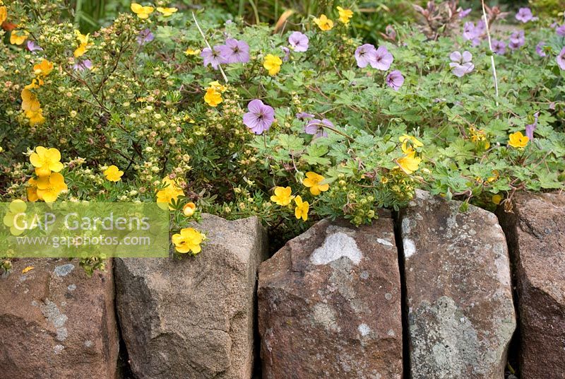 Geranium 'Joy' and Potentilla 'Hopleys Orange' cascading over stone wall