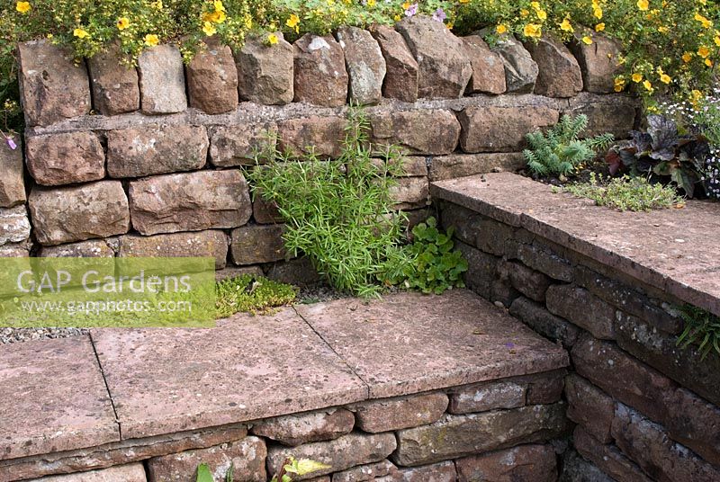 Red sandstone terracing with walls and steps with Rosmarinus officinalis, Sedum acre, Campanula poscharskyana,  Heuchera 'Beauty Colour' and Potentilla 'Hopleys Orange' at Church View, Appleby-in-Westmorland, Cumbria NGS