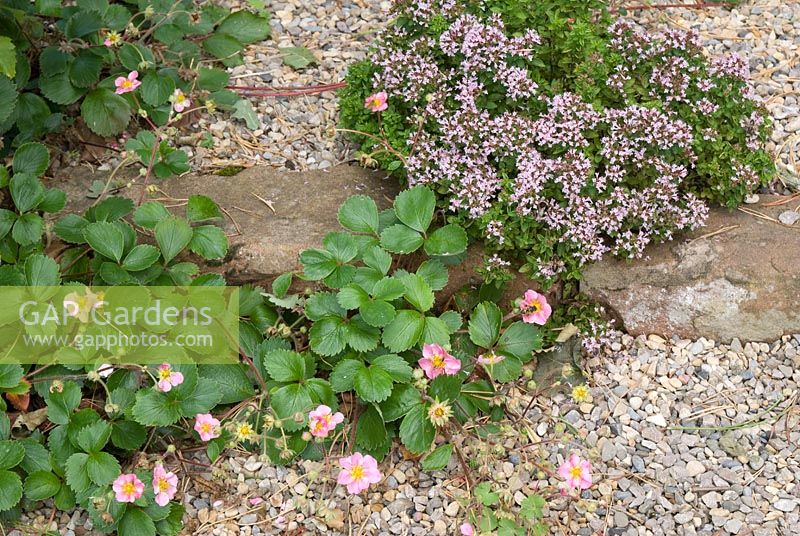 Fragaria 'Pink Panda' and Origanum vulgare 'Hot and Spicy' growing by and in gravel path
