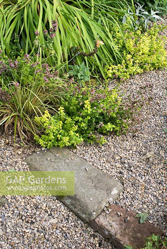 Gravel path and stone step with Iris siberica, Origanum vulgare 'Aureum' and Carex oshimensis 'Evergold'