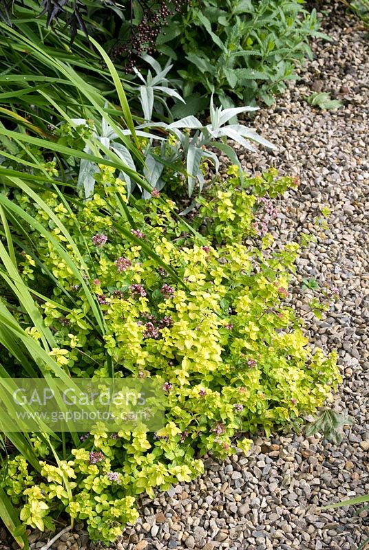 Origanum vulgare 'Aueum', Iris sibirica, Artemisia 'Valerie Finnis' and Nepeta 'Longipes' by gravel path