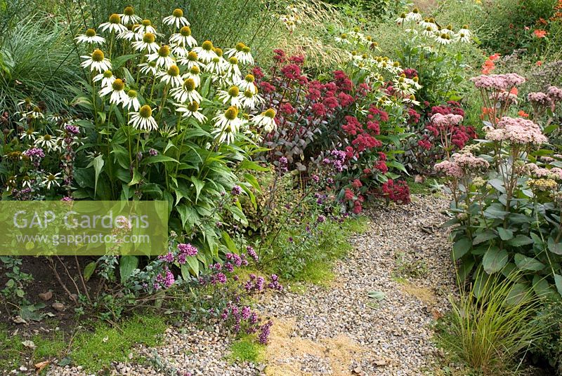 Origanum 'Rosenkuppel', Echinacea purpurea 'White Swan', Sedum 'Red Cauli', Sedum 'Matrona' and Anemanthele lessoniana by gravel path at Church View, Appleby-in-Westmorland, Cumbria NGS