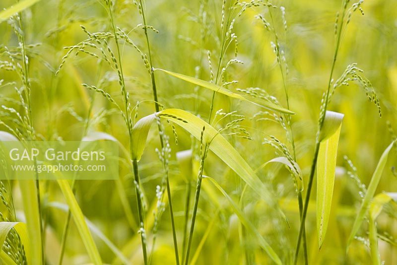 Milium effusum 'Aureum' - Bowles Golden Grass flowering in Spring