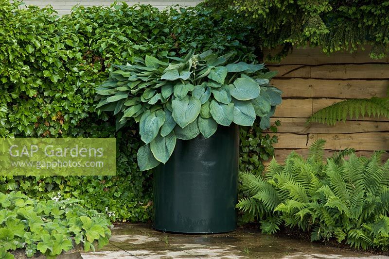 Hosta 'Big Daddy' planted in a large container in a courtyard corner surrounded by Hedera - Ivy and Ferns