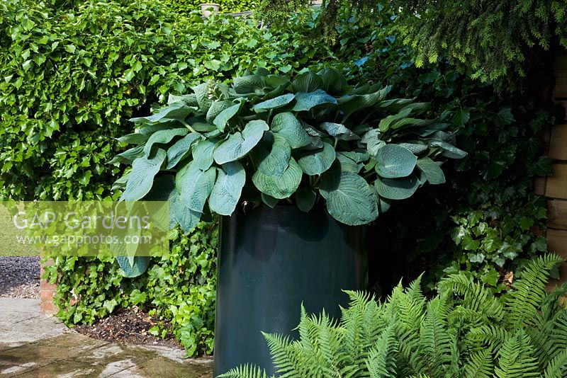 Hosta 'Big Daddy' planted in a large container in a courtyard corner surrounded by Hedera - Ivy and Ferns
 