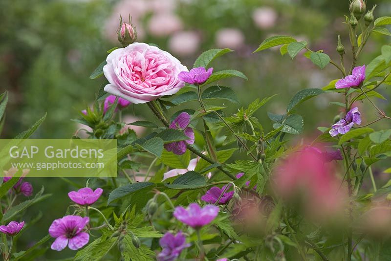 Highly scented flower of Rosa 'Königin von Dänemark', syn Queen of Denmark' and Geranium psilostemon 'Bressingham Flair'