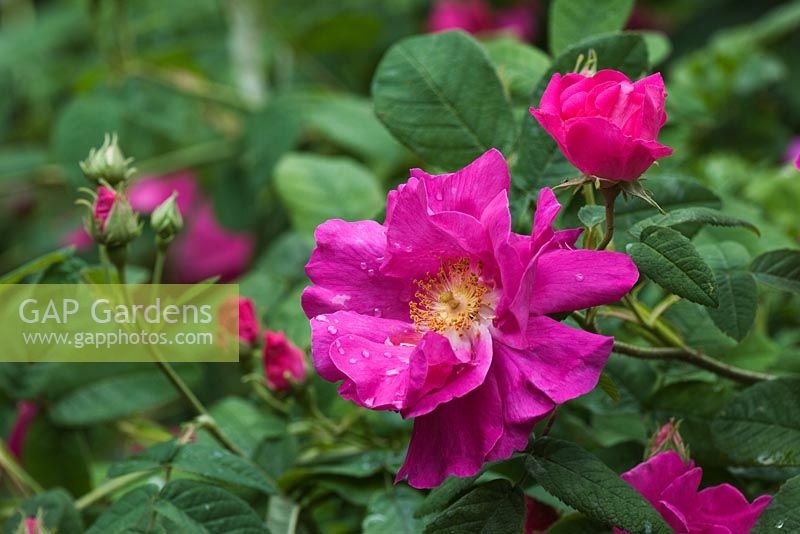 Rosa gallica var. officinalis -  The Apothecary's Rose