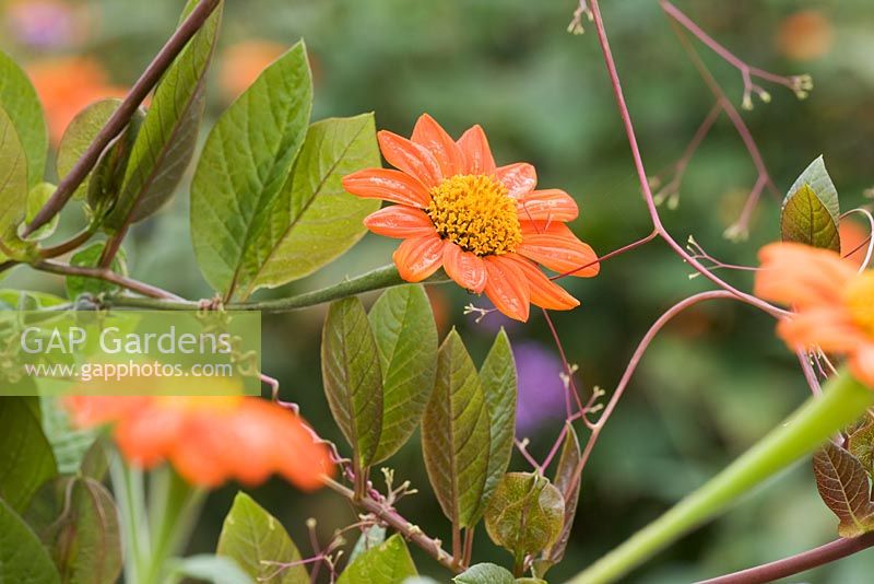 Tithonia rotundifolia 'Torch' - Mexican Sunflower, with foliage of Cobaea scandens weaving through the flowers.