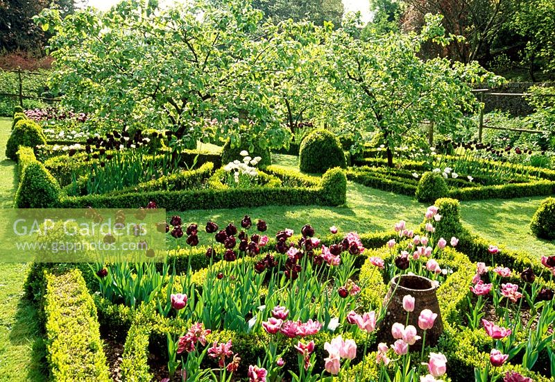 Knot garden with Tulipa 'Arabian Mystery', 'Black Hero', 'Blue Diamond' and 'Shirley'. Mespilus - Medlar trees. Cerney House, Gloucestershire
