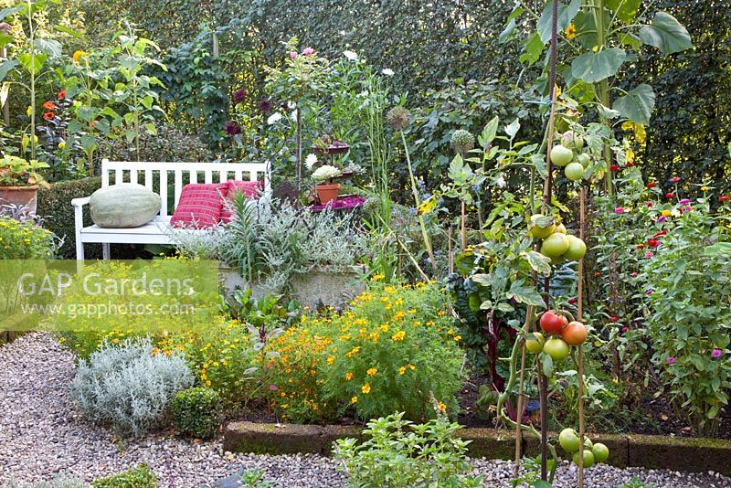 Potager with seating area and gravel path. Beta vulgaris 'Bright Lights' and Tagetes tenuifolia. Tomatoes in foreground 
 