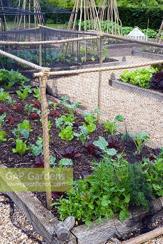 Netted greens in raised bed