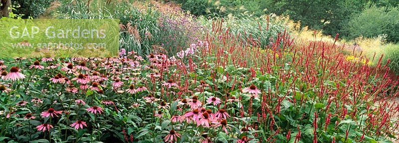 Prairie meadow planting of mixed perennials and grasses at Highcroft Gardens, Cornwall