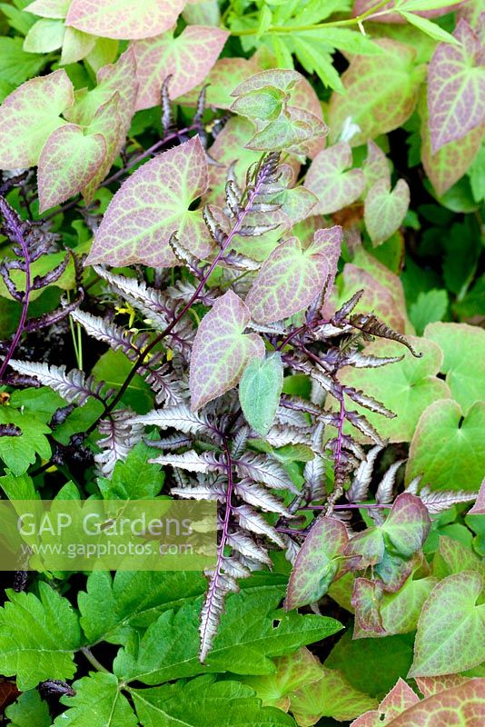 Athyrium niponicum pictum - Japanese Painter Fern with Epimedium x versicolor 'Sulphureum' and Cardamine bulbifera. Mallards Garden, May 
 