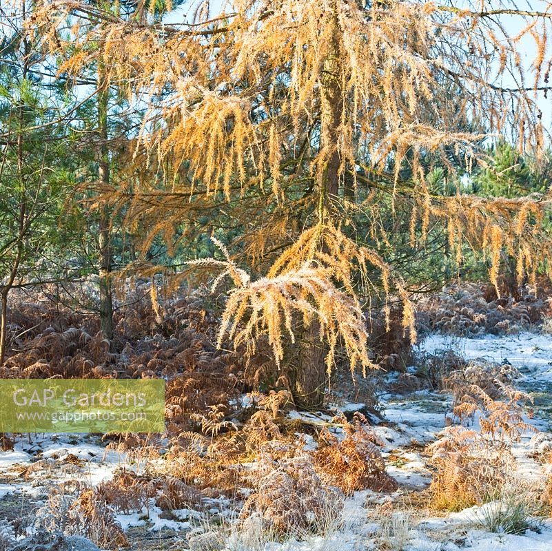 Frosted  Larix - Larch tree. Marquis Drive area in late autumn. Cannock Chase Country Park, UK