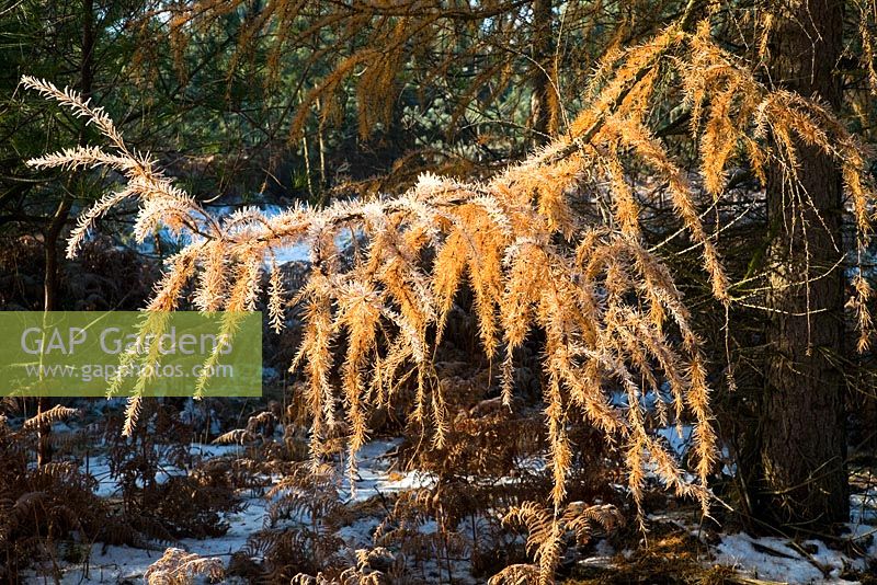 Frosted Larix - Larch tree. Marquis Drive area in late autumn. Cannock Chase Country Park, UK
 