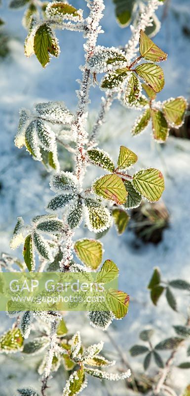 Frosted Rubus - Blackberry foliage. Marquis Drive area in late autumn. Cannock Chase Country Park, UK
 
