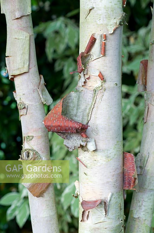 Betula albosinensis 'K Ashburn'