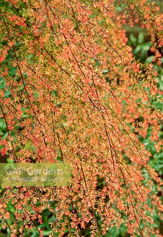 Leptospermum scoparium 'Red Damask' in autumn